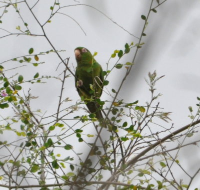 Cuban Parakeet
a small flock flew into the trees over the trail, but didn't stay long
Bermejas Wildlife Refuge, Cuba
March 21, 2016