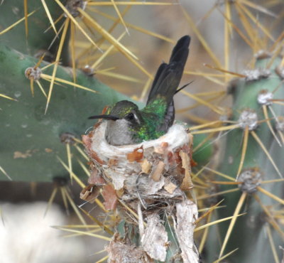 Mother Emerald Hummingbird on the nest