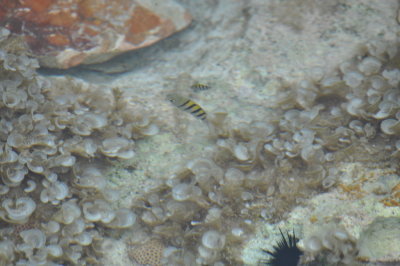 DSC_0136b.JPG
