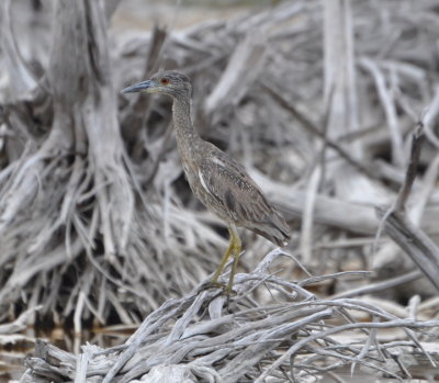 In an area near the hotel, Paulino found this immature Yellow-crowned Night-Heron.
It blended well with the remains of mangroves harvested for charcoal for heating.
Near Hotel Playa Giron, Cuba, March 21, 2016