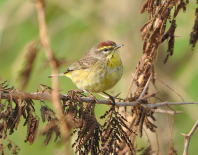 Palm Warbler on the other side of the road