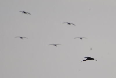 Ibis flying over