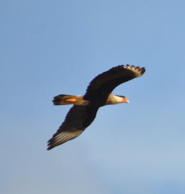 Crested Caracara flying overhead