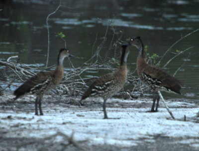 West Indian Whistling Ducks
at dusk at a sewage lagoon near Hotel Jardines de Rey
Cayo Coco, Cuba
