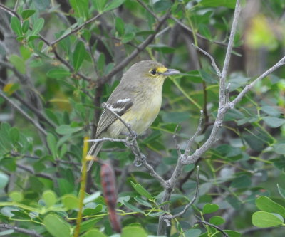 Thick-billed Vireo