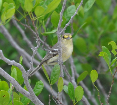 Thick-billed Vireo