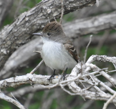 La Sagra's Flycatcher