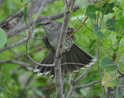 Bahama Mockingbird