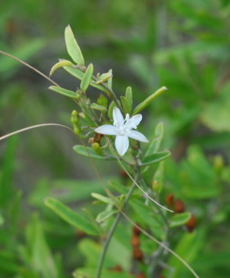 Wildflower