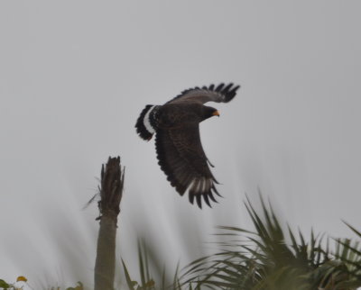 Cuban Black Hawk