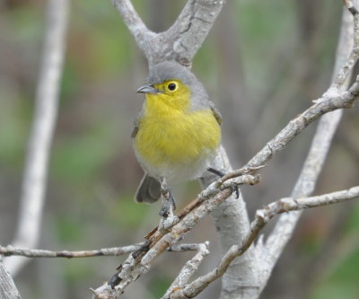 Oriente Warbler