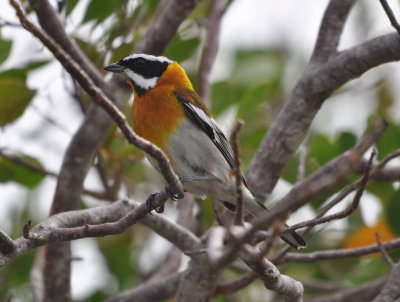 Western Spindalis male