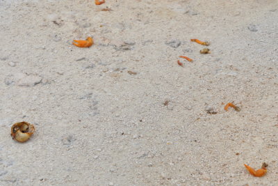 Remains of a crab, a favorite food of the Cuban Black Hawk