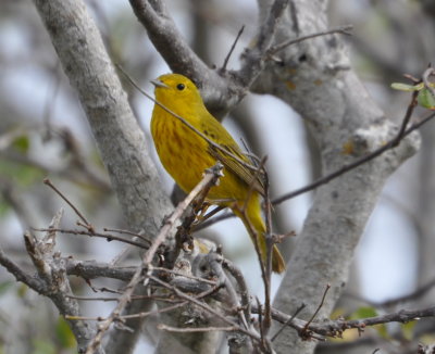 Yellow Warbler