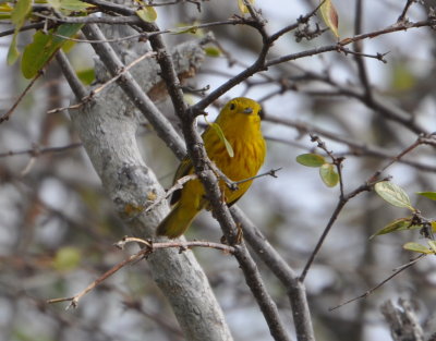 Yellow Warbler