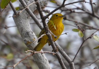 Yellow Warbler