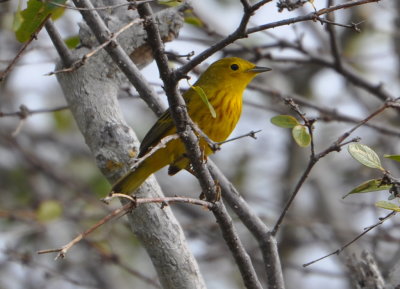 Yellow Warbler