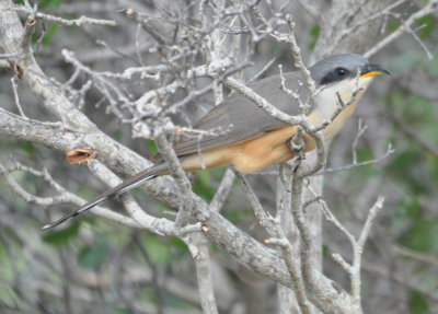 Mangrove Cuckoo