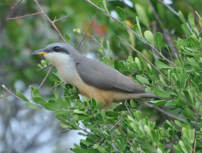 Mangrove Cuckoo