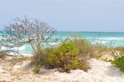 Habitat on Cayo Paredon Grande