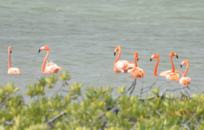 American/Greater Flamingos
Cayo Paredon Grande, Cuba