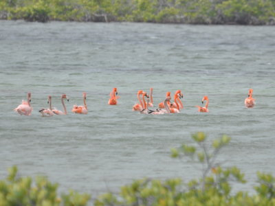 Flamingos