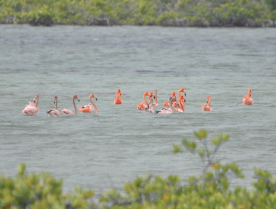 Flamingos