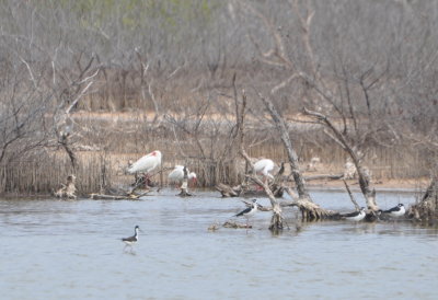 White Ibis and Black-necked Stilts