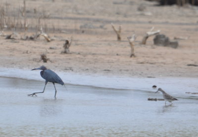 Little Blue Heron being stalked by a Greater Yellowlegs