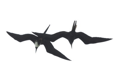 Magnificent Frigatebirds