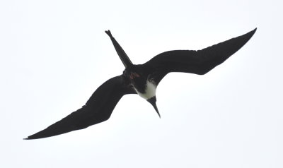 Magnificent Frigatebird