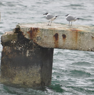 Laughing Gulls