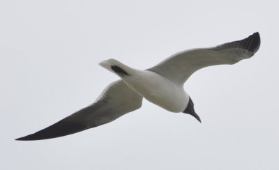 Laughing Gull