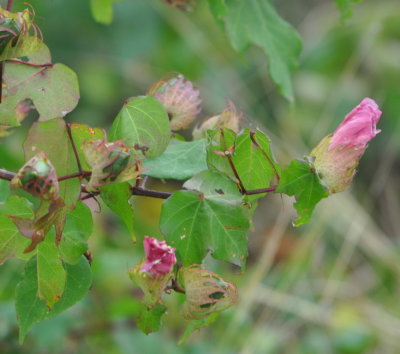 Wildflowers