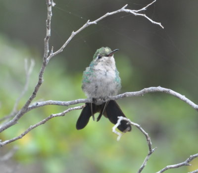 Cuban Emerald Hummingbird