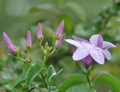 Wildflowers