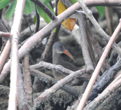 Clapper Rail