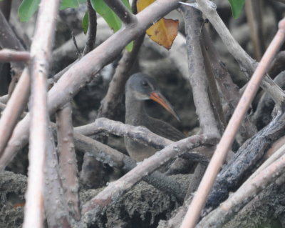 Clapper Rail