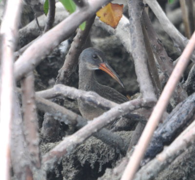 Clapper Rail