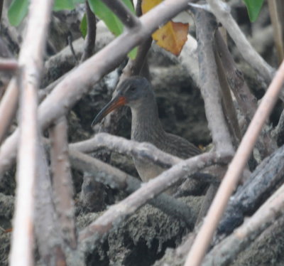 Clapper Rail