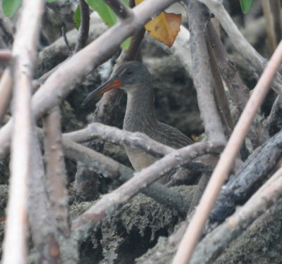 Clapper Rail