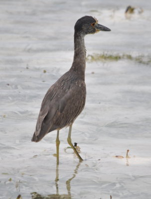 Immature Yellow-crowned Night-Heron