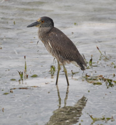 Immature Yellow-crowned Night-Heron