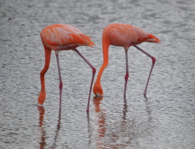American/Greater Flamingos