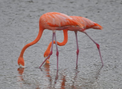 Flamingos