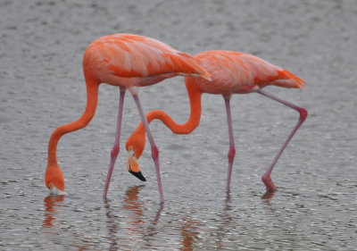 Flamingos