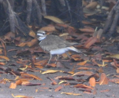 Killdeer