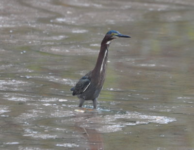 Green Heron