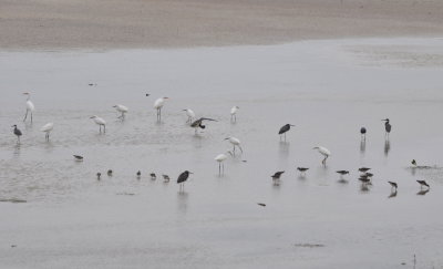 Egrets, herons and shorebirds