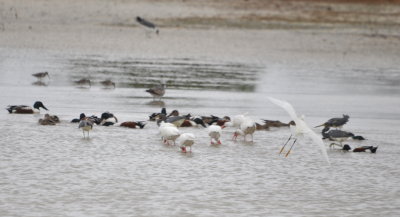 Northern Shovelers, Tricolored Herons and White Ibis